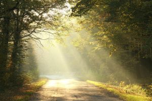 diffused rays of sunlight along a tree lined path