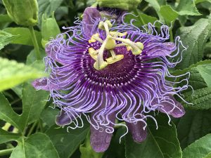purple passionflower